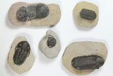 Lot: Assorted Devonian Trilobites - Pieces #119719-1